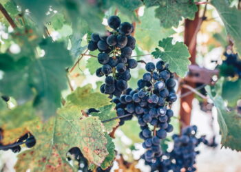 10 Best Wine Farms Around the World and (Where to Stay)