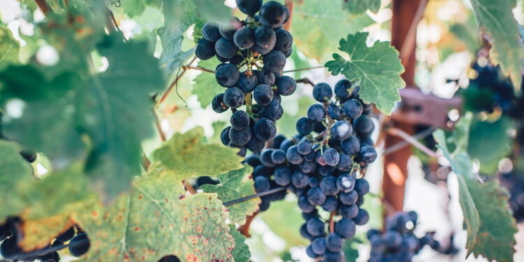 10 Best Wine Farms Around the World and (Where to Stay)