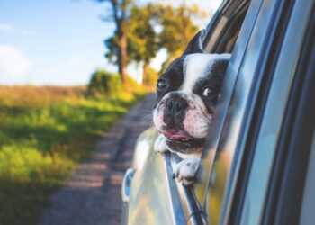 dog, pet, car window