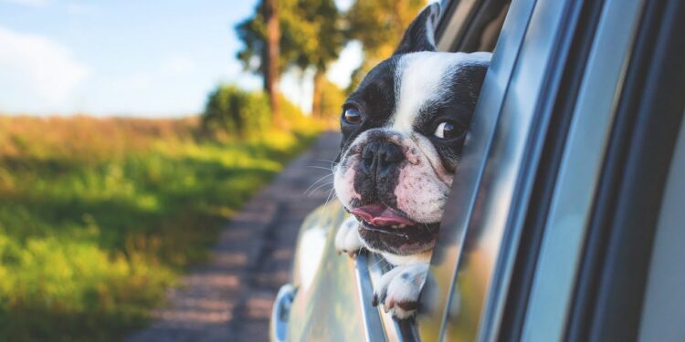 dog, pet, car window