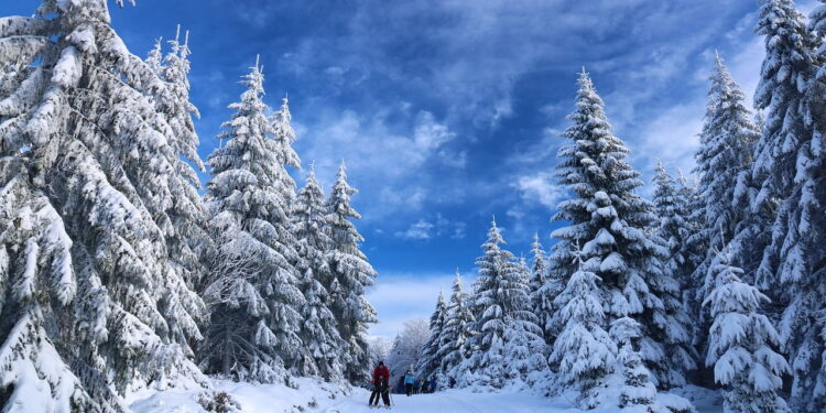 skiing, snow, trees