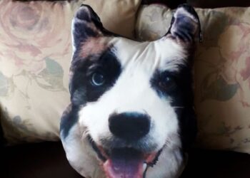 Dogsy Review – I Turned My Dog’s Face Into a Personalised Pillow