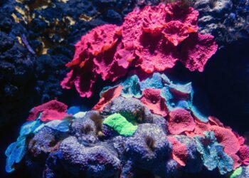 SEA Aquarium Singapore: Meet Thousands of Water Species