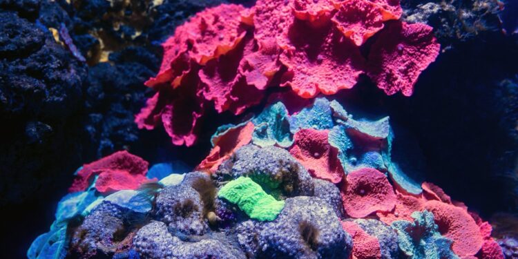 SEA Aquarium Singapore: Meet Thousands of Water Species