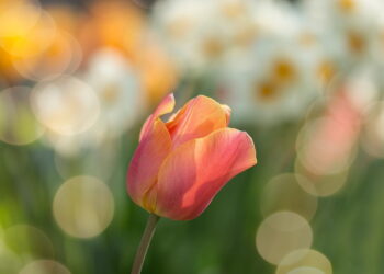 tulip, red, flower