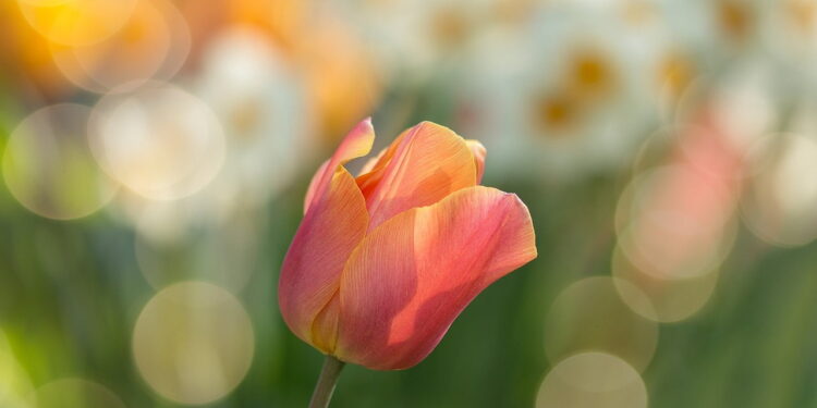 tulip, red, flower