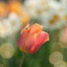 tulip, red, flower