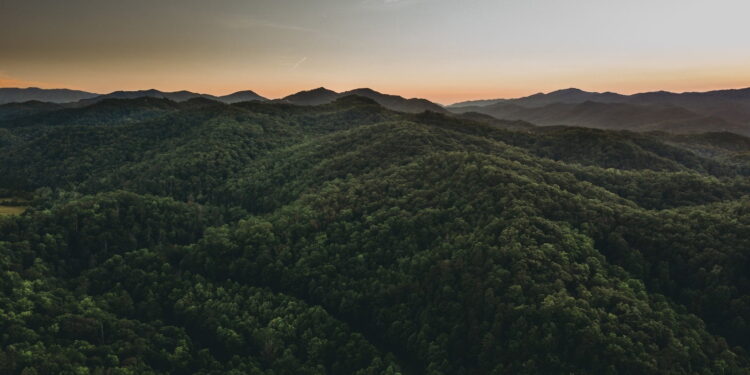 green trees on mountain during daytime
