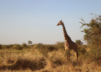 Best Wildlife Experiences In The World