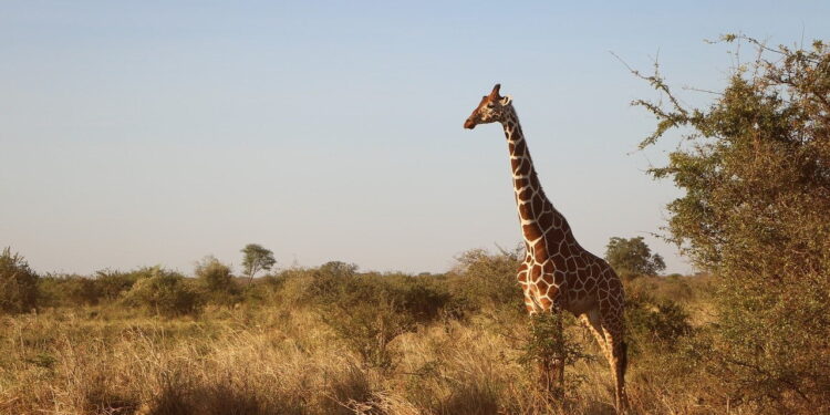 Best Wildlife Experiences In The World