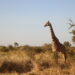 Best Wildlife Experiences In The World