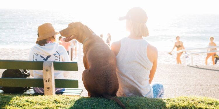 short-coated brown dog sit beside person wearing white tank top near beach during daytime