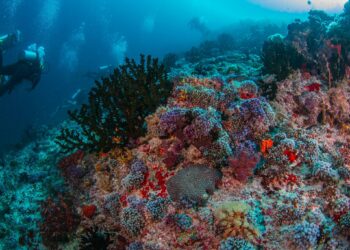 Have A Memorable Vacation Experience Using Maldives Yacht Charters