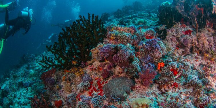 Have A Memorable Vacation Experience Using Maldives Yacht Charters