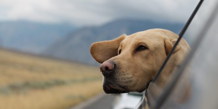 Traveling with Dogs: 5 Things you Should Know