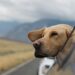 Traveling with Dogs: 5 Things you Should Know