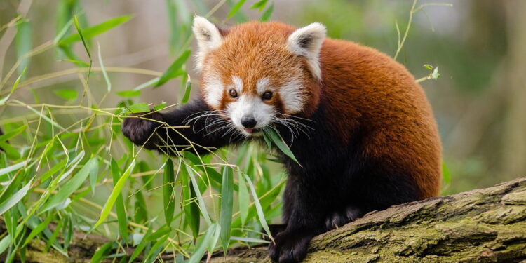 Up Close with the 5 Most Endangered Wildlife Species in India