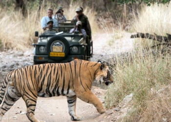 Wildlife (Haridwar Rishikesh Tourism)
