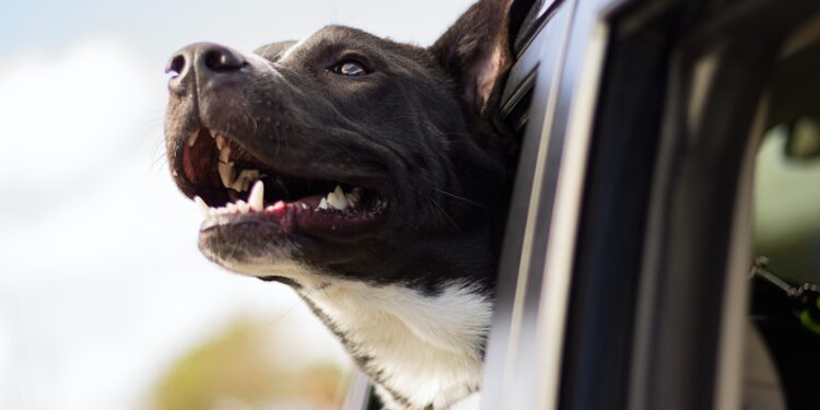 dog looking out the window