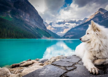 A white dog sitting on a rock formation near a large mountain pond.