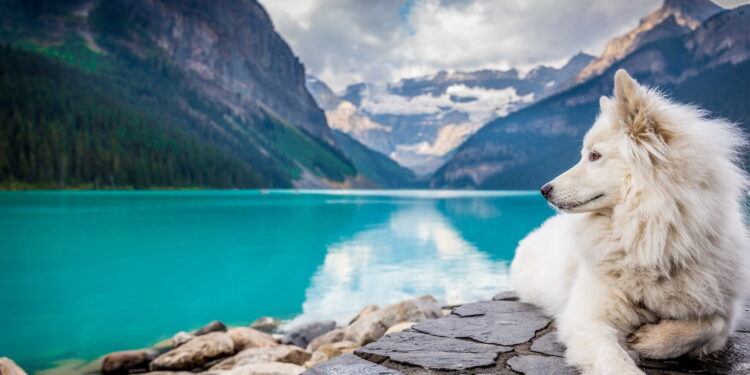 A white dog sitting on a rock formation near a large mountain pond.