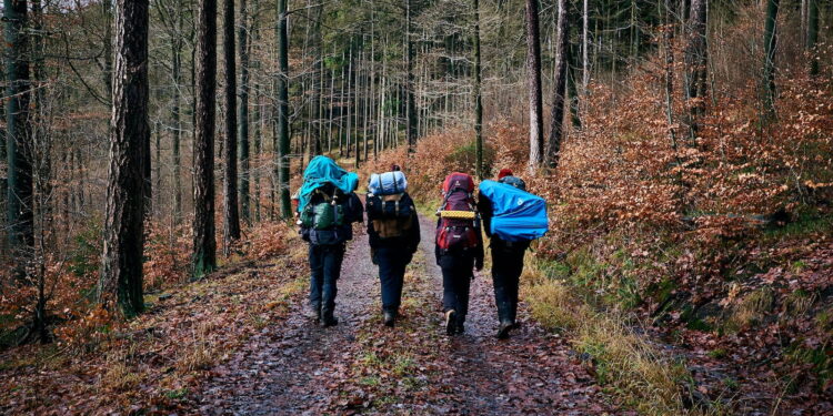 people walking on dirt road between trees during daytime