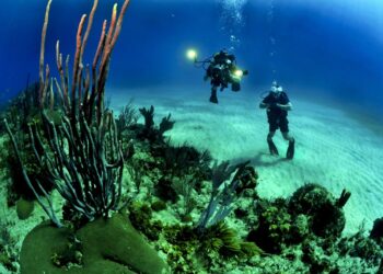 corals-divers-diving