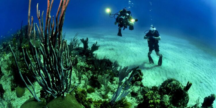 corals-divers-diving