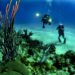 corals-divers-diving