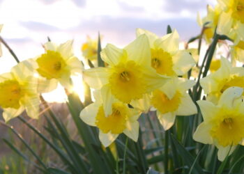 British Summertime Playlist | Sunny Day Songs