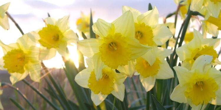 British Summertime Playlist | Sunny Day Songs