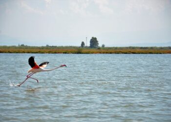 Everglades Airboat Rides – Florida at its best?