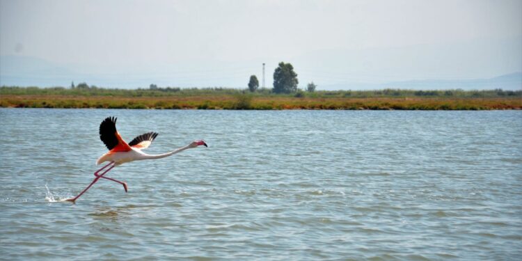 Everglades Airboat Rides – Florida at its best?