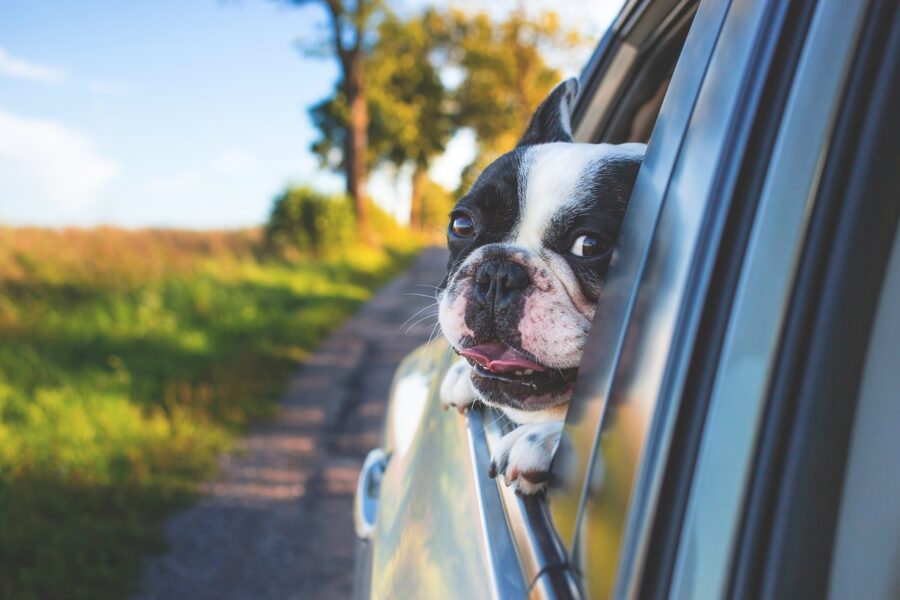 dog, pet, car window