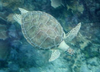 Incredible animals you can see in Riviera Maya