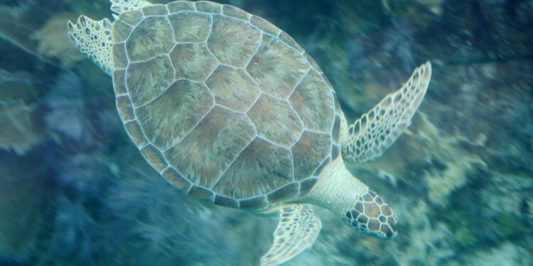 Incredible animals you can see in Riviera Maya