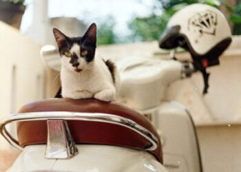 Simple Ways to Keep Your Motorcycle in Good Condition