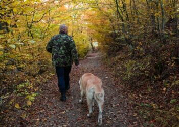 Top 10 Dog Parks In Canada