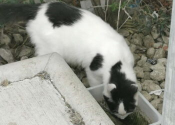 Why Are There So Many Stray Cats in Larnaca?!
