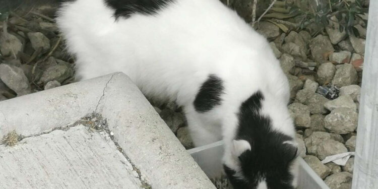 Why Are There So Many Stray Cats in Larnaca?!