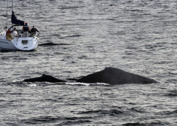 Why You Should Go Whale Watching in Sydney during the Winters