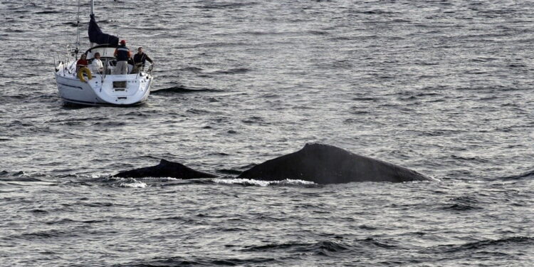 Why You Should Go Whale Watching in Sydney during the Winters