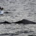 Why You Should Go Whale Watching in Sydney during the Winters