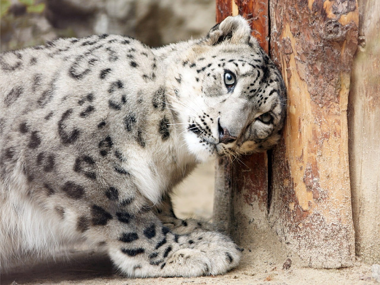 Snow Leopards photo