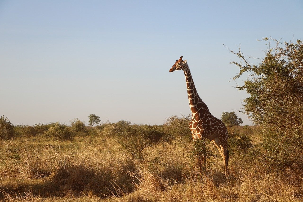 wildlife safari africa photo