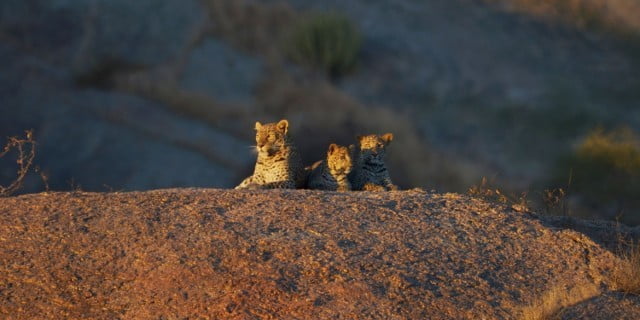 Jawai Leopard Camp