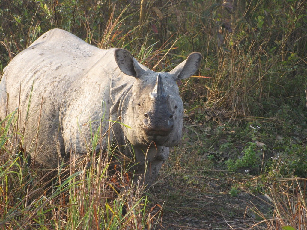 One-Horned Rhinos photo