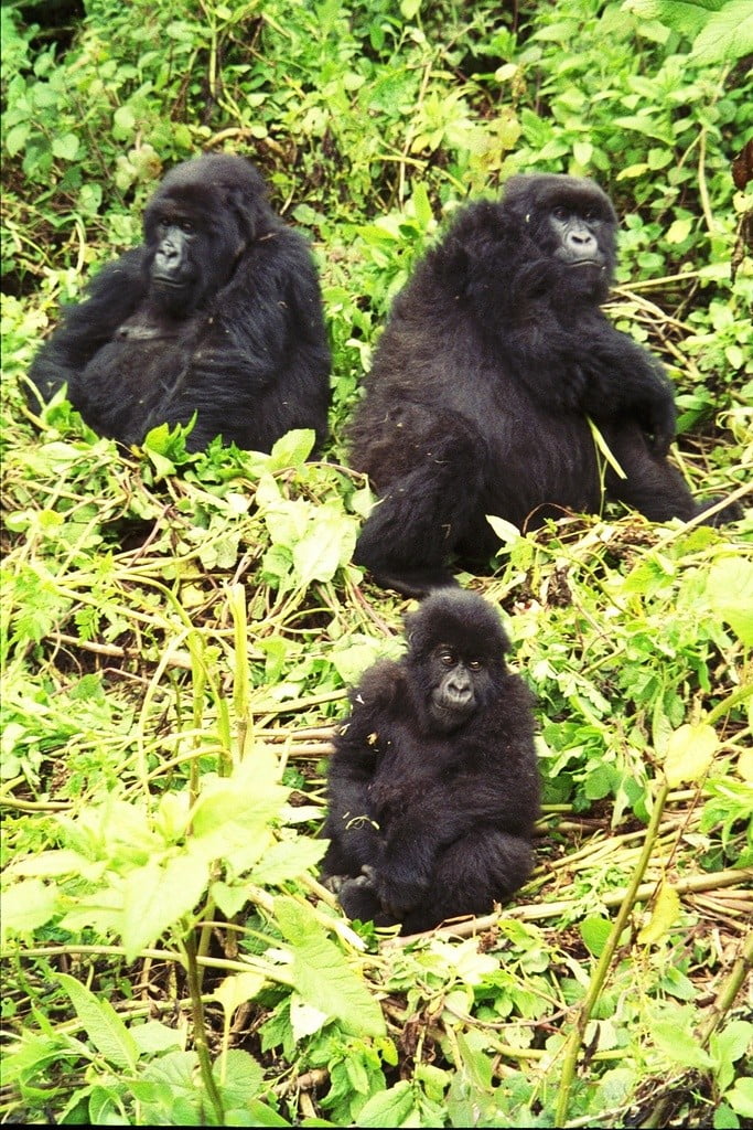 gorilla trekking photo