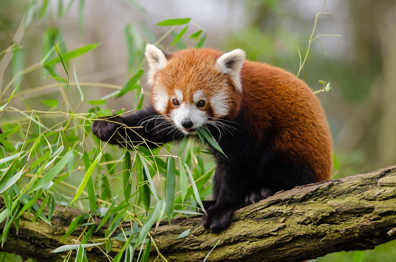 Red Panda photo