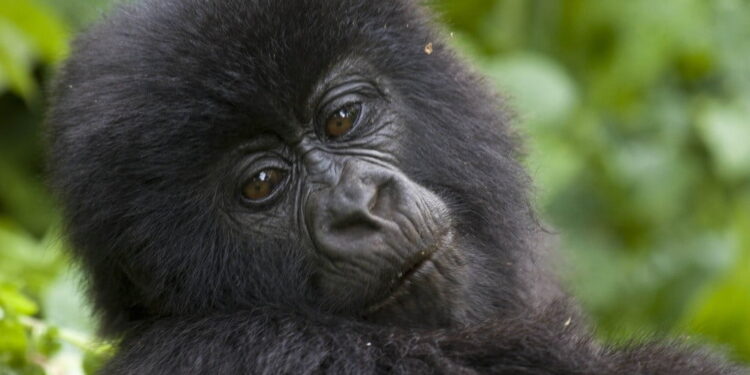 gorilla trekking photo